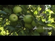 Apples Granny Smith 4 1049